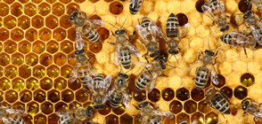 Пчели прекъснаха футболен мач в Еквадор (ВИДЕО)