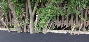 Асфалтираха дървета край столичен булевард в ремонт (ВИДЕО+СНИМКИ)