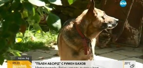 „Пълен абсурд”: Междусъседски войни заради пиано и куче