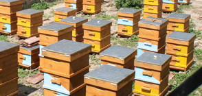 Пчелари протестираха в Гоце Делчев