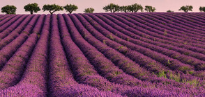 България – световен лидер в производството на лавандулово масло