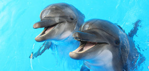 Забраняват риболова в райони с популация на делфини