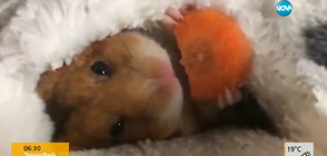 Хамстер, който яде морков - хит в мрежата (ВИДЕО)