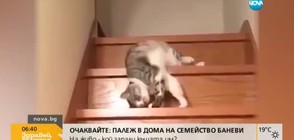 От Vbox7: Как котка слиза по стълби