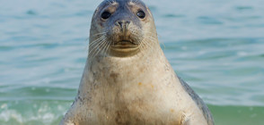 Австралийка откри тюлен в обществена тоалетна на гробище