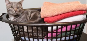 Котаракът Боби го изпраха в пералня, оцеля (СНИМКИ)