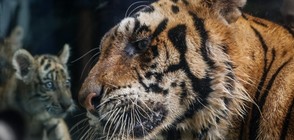 50 животни са умрели от глад в зоопаркове във Венецуела