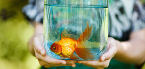 Защо в Швейцария е забранено да се отглежда самотна златна рибка?