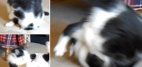 Котарак – интернет сензация с премятанията си (ВИДЕО)