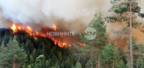 ОГНЕНА СТИХИЯ: Стотици декари гора в Родопите - в пламъци (ВИДЕО+СНИМКИ)
