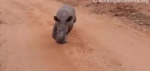 Бебе носорог се мисли за куче (ВИДЕО)
