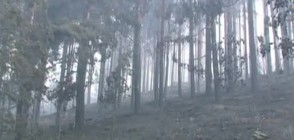 Пожарът край Ардино изпепели над 2000 декара гора
