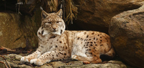 Заловиха рис-беглец от зоопарк, който се укриваше цели 3 седмици