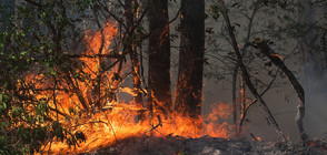 Огън бушува край Благоевград, има опасност за две села (СНИМКИ)