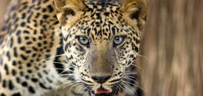 Леопард се вмъкна в хотелска стая в Индия (ВИДЕО+СНИМКА)