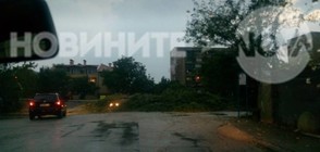 Лятна буря повали дървета в София (ВИДЕО+СНИМКИ)