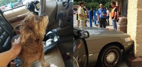 Кола с куче зад волана се вряза в супермаркет в Мичиган (СНИМКА)