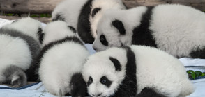 Девет двойки панди-близнаци се родили в Китай за 40 дни (СНИМКИ)