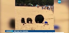 Семейство мечки се появи на плаж, пълен с хора (ВИДЕО)
