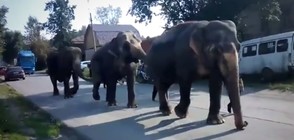 Слонове се разходиха по улиците на руски град (ВИДЕО)