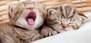 Слагат микрочипове на котките