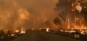 Горски пожари вилнеят на остров Мадейра и в Южна Португалия (СНИМКИ)
