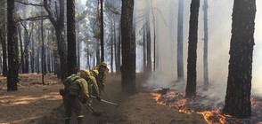 7% от испанския остров Палма са изпепелени от горски пожар (СНИМКИ)