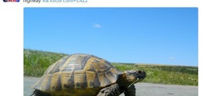 Екозащитници пренасят мигриращи костенурки в кофи (СНИМКИ)