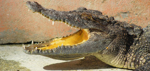 Запознайте се с най-стария алигатор в света (ВИДЕО)