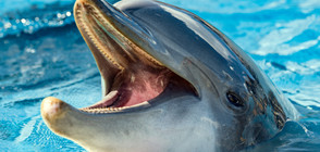 Бразилия разследва мистериозната смърт на 80 делфина