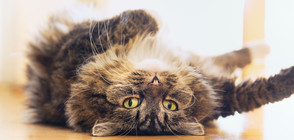 Кои имена е добре да избягвате за домашния си любимец?