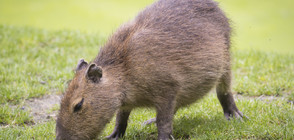 Огромни гризачи заживяха на голф игрището в Рио