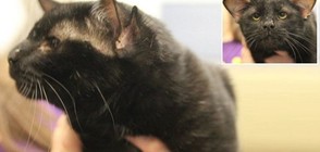 Предлагат за осиновяване котарак с четири уши (ВИДЕО+СНИМКИ)