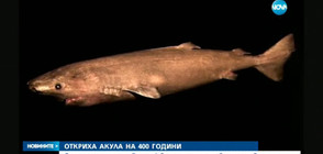 Откриха акула на 400 години (ВИДЕО)