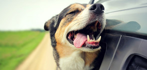 Кучетата са егоисти