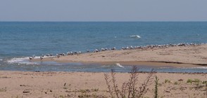 Обявиха за защитени зони Ахелой, Равда, Несебър и река Янтра