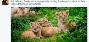 Новородени лъвчета тризнаци - атракция в британски зоопарк (СНИМКИ)