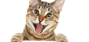 Котарак, избягал с влак, се завърна у дома