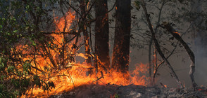 ОПАСНОСТ ОТ ПОЖАРИ: Жегата поставя в риск от пламъци 7 области