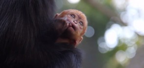 В Австралия се роди оранжева маймуна от много рядка порода (ВИДЕО)