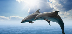 МОСВ съветва как да оказваме на помощ на делфини