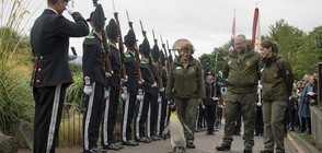 Пингвинът-генерал инспектира норвежката гвардия (ВИДЕО)