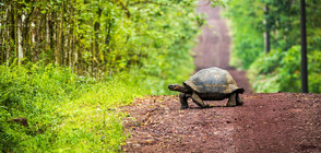 За първи път от 100 години галапагоски костенурки се излюпиха естествено