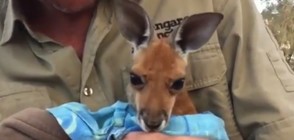 Къде открива дома си кенгуру сираче? (ВИДЕО)