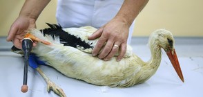 Щъркел се сдоби с протеза на крака (СНИМКИ)