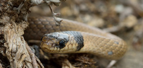 Американец е жив след удар от мълния, ухапвания от змия, паяк и алигатор