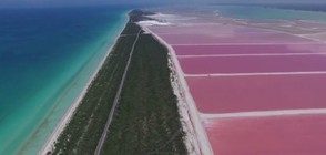 От високо: Розовата лагуна в Мексико – като на друга планета (ВИДЕО)