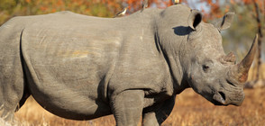 В Кения маркираха 22 носорози, за да ги опазят