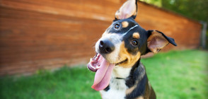 Научно доказано: Кучетата разбират и похвали, и забележки