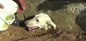 Спасиха куче, заклещило главата си в тясна дупка (ВИДЕО)